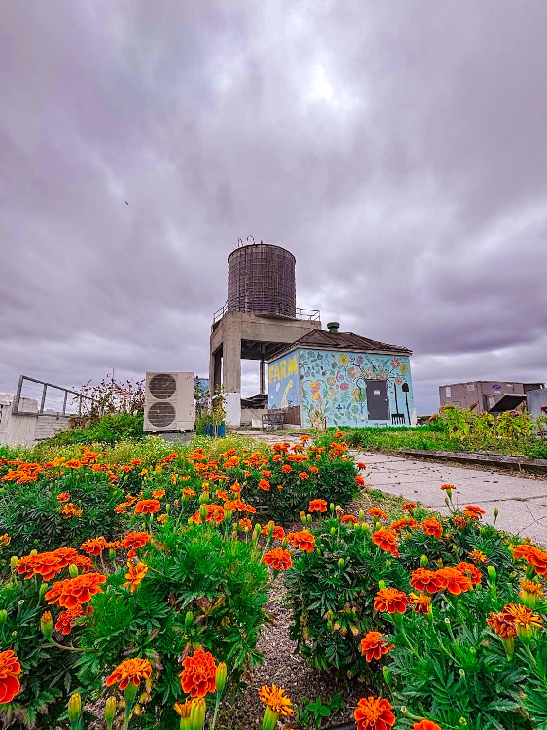 Rooftop Garden with City Views Rooftop Garden with City Views